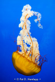 Sea nettle
