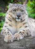 Snow leopard