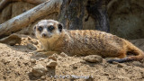 Meerkat in sun