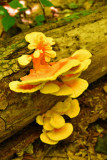 OSF- Chicken of the woods 3430