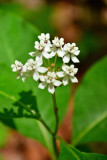 OSF-White milkweed 3530