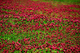 Crimson clover 2689