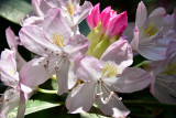13 Rhododendron 3653