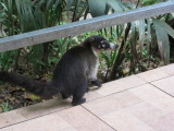 Coati