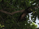 Reaching for food