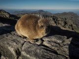 Pet Rock or Rock Pet