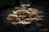 Mushrooms FINI.jpg