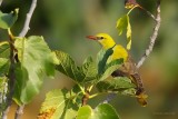 golden oriole ..... wielewaal