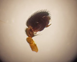 Neriene clathrata ( Tuvbaldakinspindel )