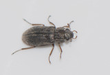  Helophoridae ( Halsrandbaggar )