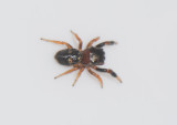 Mosse Angryd Halland 6.5-17 Adult male.