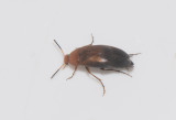 Scraptiidae ( Ristbaggar )