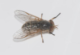 Tabanidae ( Bromsar )