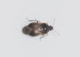 Orius niger