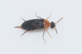 Mordellochroa abdominalis ( Rödbukad gaddbagge )