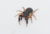 Hge s land 26.5-17 adult male