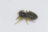 Mellbystrand Halland 22.5-17 adult female