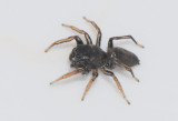 Ransvik Skne 4.6-17 adult male