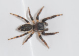 Smrismossen Halland 23.8-17 Adult male