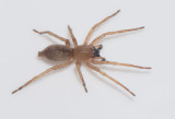 Gamlens vg Halland 20.9-17 adult male