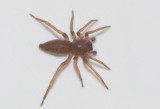 Sltt Sand Smland 9.8-17 adult male