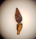 Get stergtland 19.6-17 palp adult male
