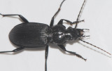 Pterostichus niger ( Brynsvartlöpare ) 18mm.