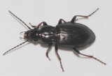 Pterostichus oblongopunctatus ( Skogssvartlöpare ) 11- 12 mm