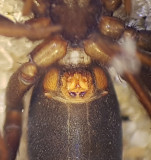 Drassyllus pusillus ( Dvärgsvartspindel )
