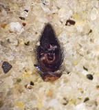 Pardosa paludicola ( Sotvargspindel )