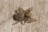 Angryd Halland 16.5-18 Female