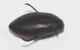 Dytiscidae ( Dykare )