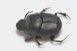 Scarabaeidae ( Bladhorningar )