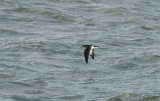 Manx´s Shearwater ( Mindre Lira )