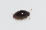Phalacridae ( Sotsvampbaggar )