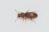 Latridiidae ( Mögelbaggar )