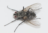 kulla Halland 21.7-18 female