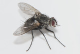 kulla Halland 21.7-18 female