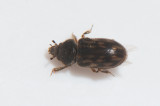 Heteroceridae ( Strandgrävbaggar )