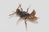 Risarp Halland 13.6-18 male