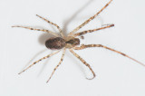 Hyltan Halland 7.10-18 adult male