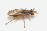 Rolfstorpsdammen Halland 20.7-18  5,3 mm