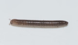 Aboda klint Smland 5.5-18