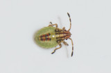 Elasmucha grisea ( Mindre bjrkbrfis )
