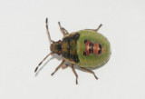 Cyphostethus tristriatus ( Brokig enbrfis )