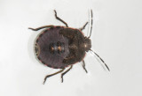 Chlorochroa juniperina ( Grn enbrfis )