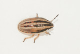  Aelia klugii ( Mrkstreckad spetsnsa )