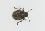Pentatoma rufipes ( Rdbent brfis )