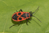 Heteroptera ( Skinnbaggar )