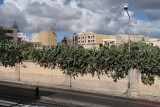 malta-citysightseeing-South-Route_20.JPG